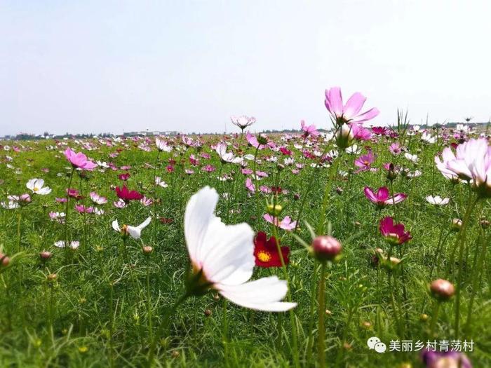 美丽乡村青荡村百亩波斯菊花海已上线，大片花海让人神往