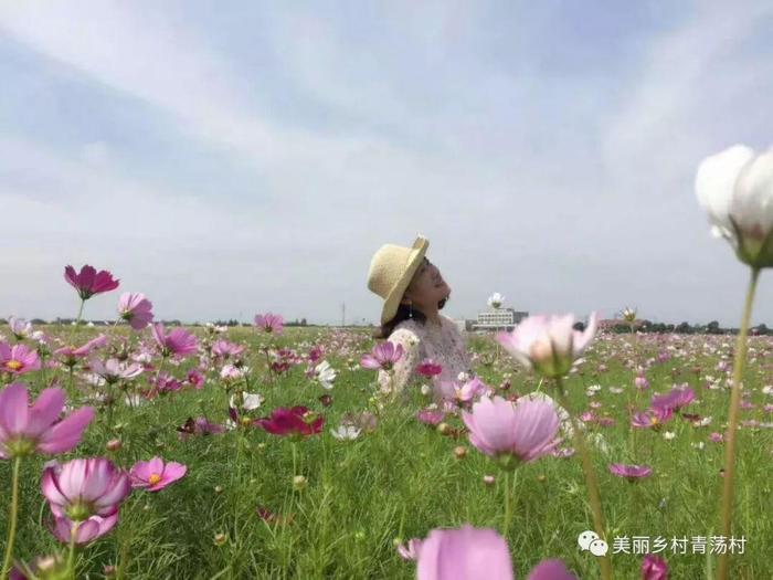 美丽乡村青荡村百亩波斯菊花海已上线，大片花海让人神往