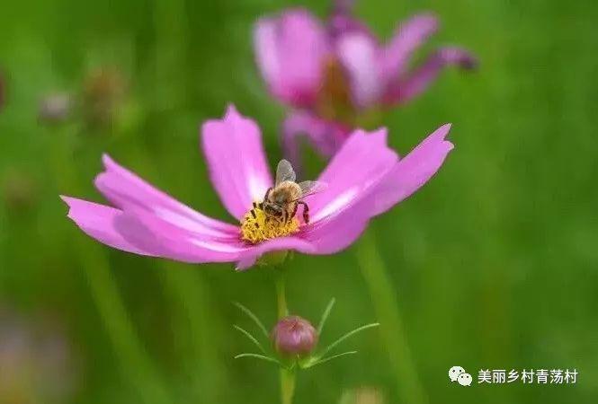 美丽乡村青荡村百亩波斯菊花海已上线，大片花海让人神往