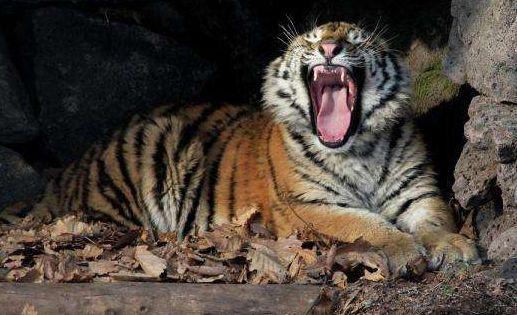 最被低估的猫科动物！世界上体型最大的远东豹战斗力堪比东北虎！