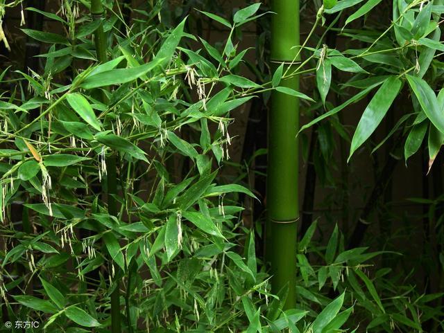 竹子如何斩草除根？这个药剂是特效，一般人买不到！