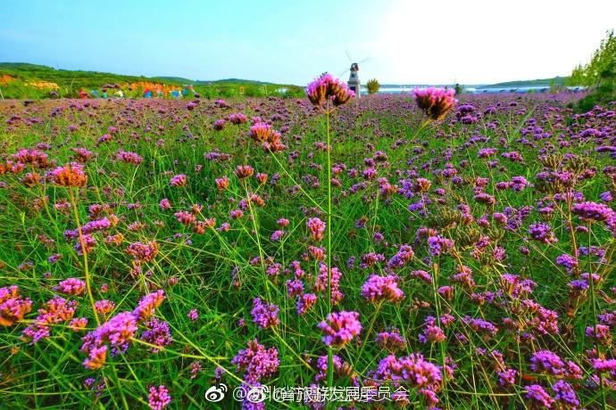 邢台沙河市红石沟生态休闲农场位于沙河市白塔镇