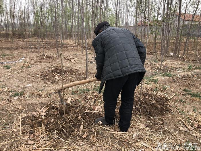 70岁老人用地面积水浇灌树苗，称“身为农村人就该知道节约用水”