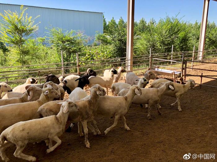 梨园乡汇源肉羊养殖产业扶贫项目