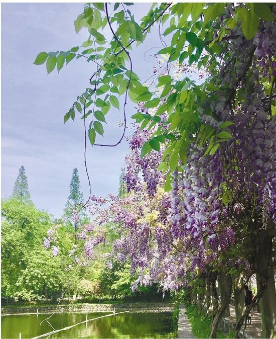 人间四月尽芳菲 盎然春意韵味浓