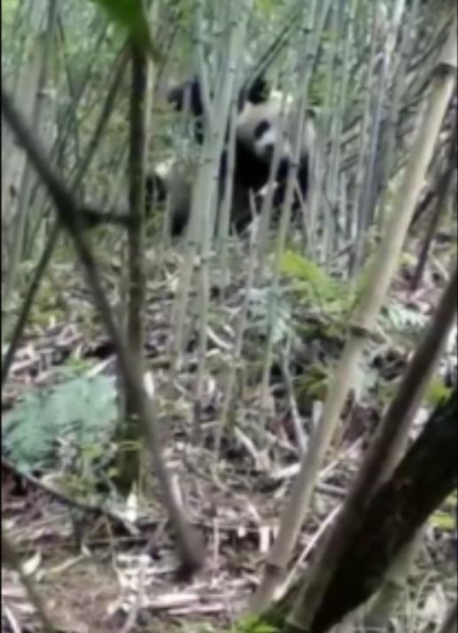 野生大熊猫下山偷笋被逮，不惧怕人还继续吃笋