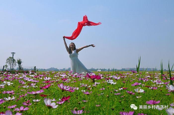 美丽乡村青荡村百亩波斯菊花海已上线，大片花海让人神往