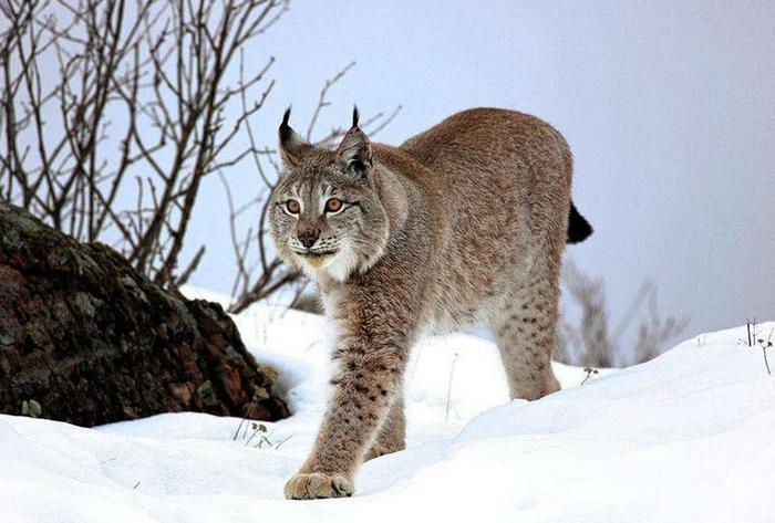 网评全球最凶残的猫亚科动物：猎豹排第二，第一罗马尼亚国兽！