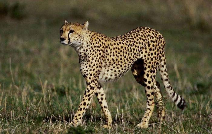 网评全球最凶残的猫亚科动物：猎豹排第二，第一罗马尼亚国兽！