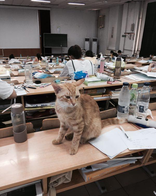 史上最可爱的研友，猫咪每日准时赴考研自习室，打盹