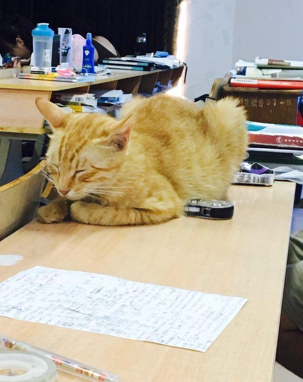 史上最可爱的研友，猫咪每日准时赴考研自习室，打盹