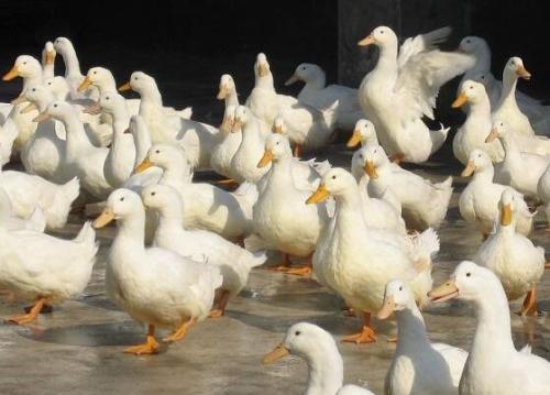 [海豚区块链] 安华农险将推出区块链肉鸭养殖保险