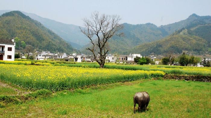 黄山除了宏村和西递，这些人少景美的徽州古村落更值得去！