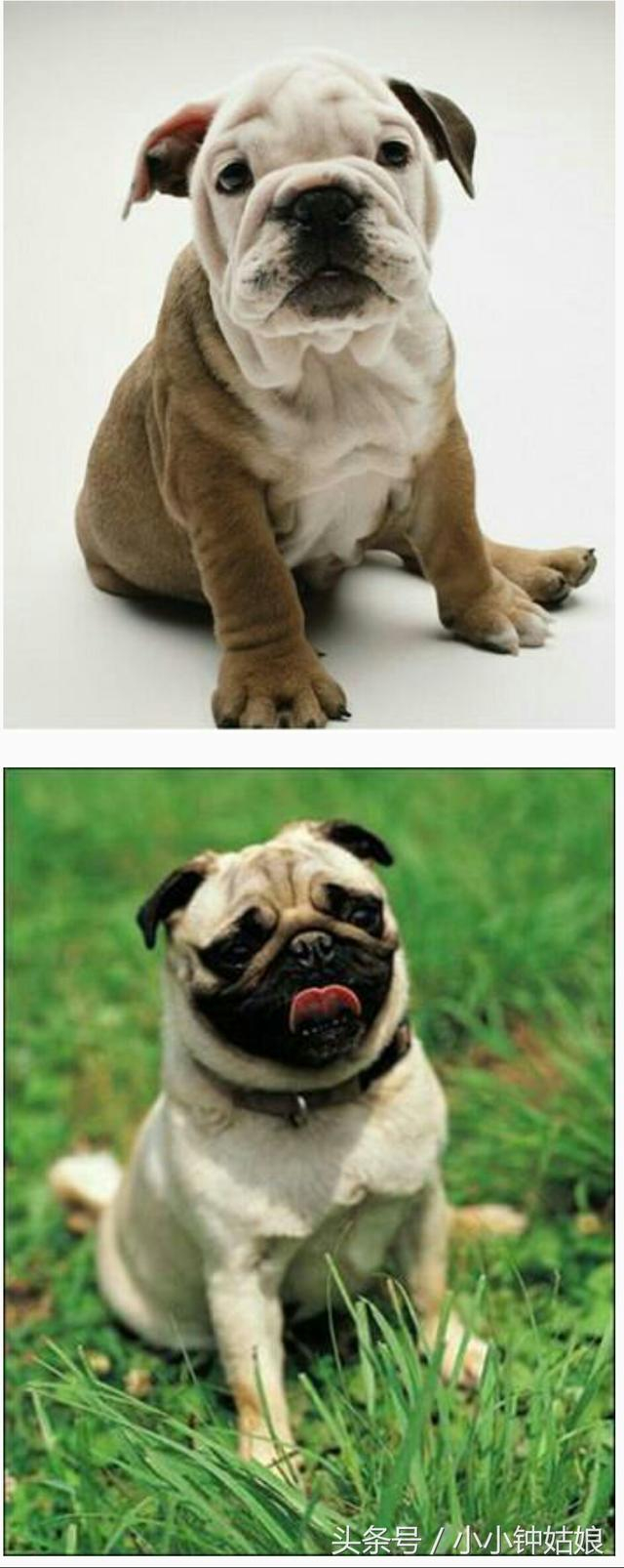 易混淆的狗狗品种，傻傻分不清的看过来（2）|喜乐蒂|斯塔福|巴哥犬