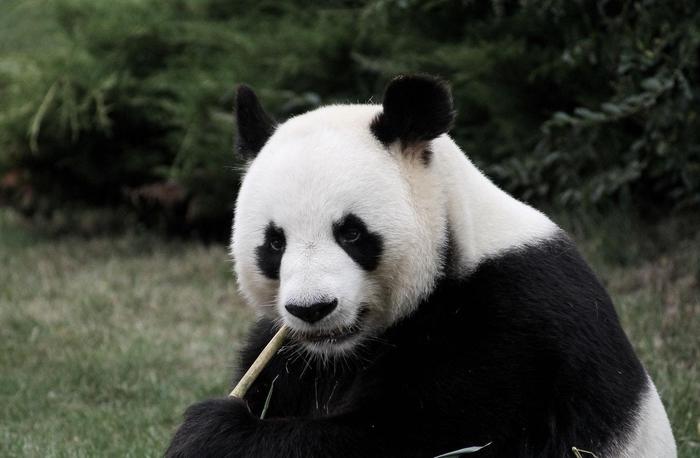 野生大熊猫下山偷笋被逮，不惧怕人还继续吃笋