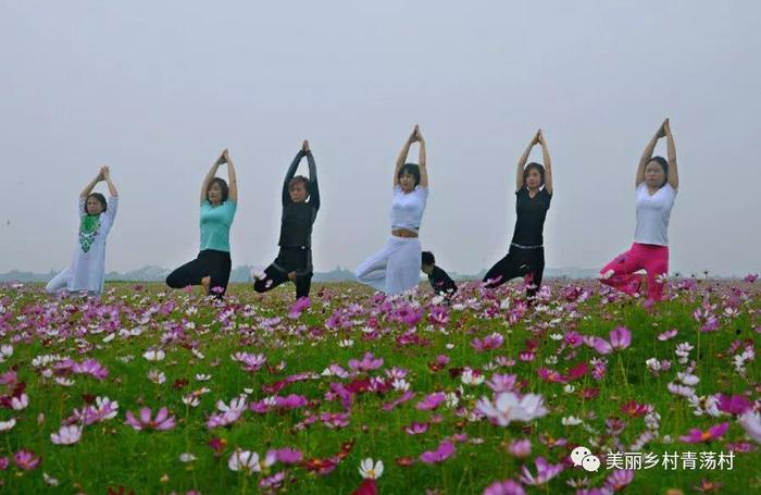 美丽乡村青荡村百亩波斯菊花海已上线，大片花海让人神往