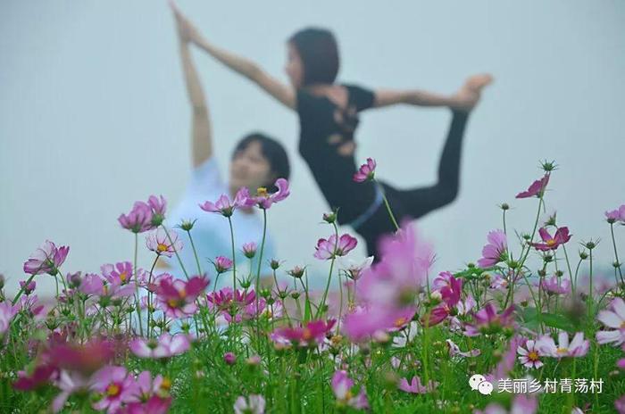 美丽乡村青荡村百亩波斯菊花海已上线，大片花海让人神往