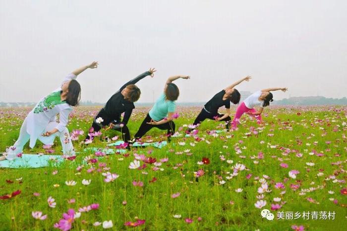 美丽乡村青荡村百亩波斯菊花海已上线，大片花海让人神往