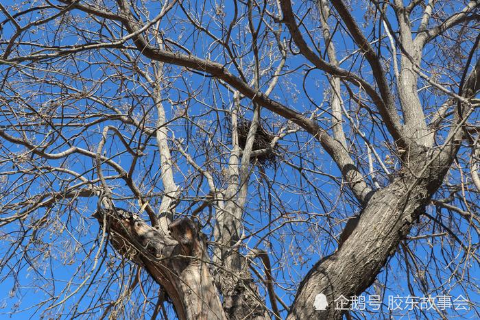 烟台福山门楼水库附近有个村，给大槐树立了块石碑