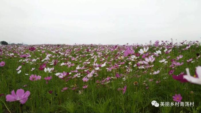 美丽乡村青荡村百亩波斯菊花海已上线，大片花海让人神往