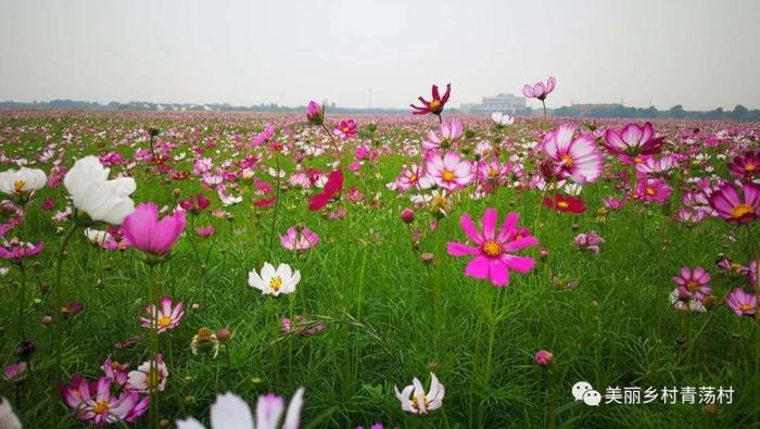 美丽乡村青荡村百亩波斯菊花海已上线，大片花海让人神往