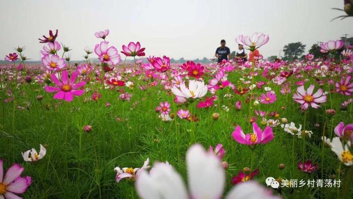 美丽乡村青荡村百亩波斯菊花海已上线，大片花海让人神往