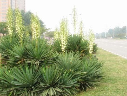 这几种植物最适合种在家门口。四季常青，生机勃勃