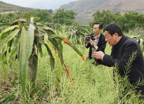 专家到贵州罗甸县为火龙果灾害“把脉”