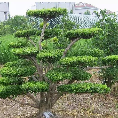 这几种植物最适合种在家门口。四季常青，生机勃勃