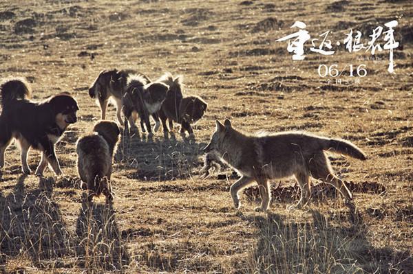 都市不是“格林”童话 ，无论如何 、我都会陪你重返狼群！