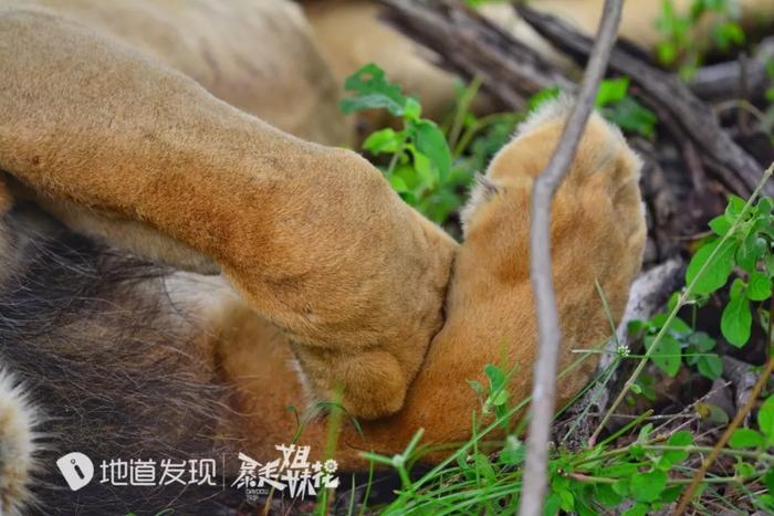 专门接待皇室、国家领导，马云也坐过的私人飞机！这帐篷太豪华！