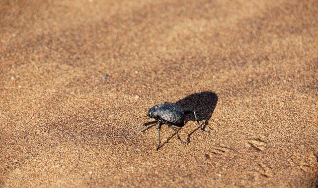 这种甲虫生活在沙漠里, 身体需要的水分是从空气中获得的