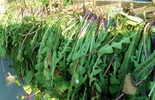蒲公英是个宝，根、叶、花功效各不同，泡水喝会有4个好变化！