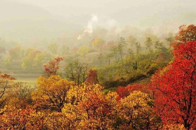 湖北大悟寻秋，嫣红烂漫的乌桕叶是秋天最为亮丽的风景线！