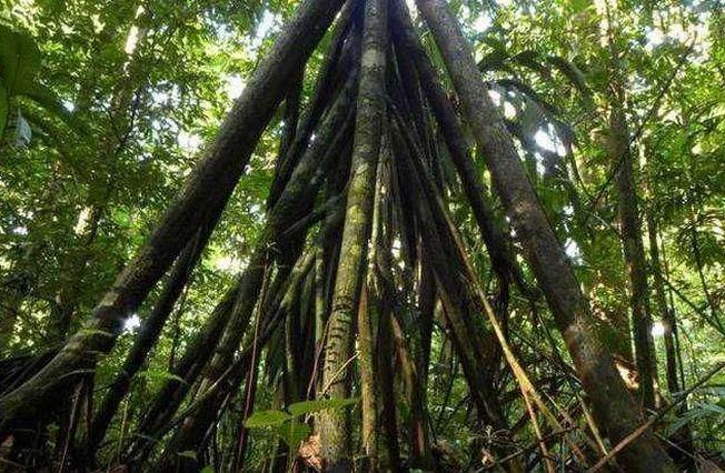 世界上最值钱的5种摇钱树：独木成林，藏了2吨水，还会走路！