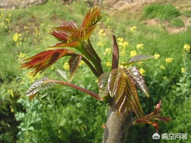 明日春分，要吃“春菜”，哪些春菜，好吃又营养，你知道吗？