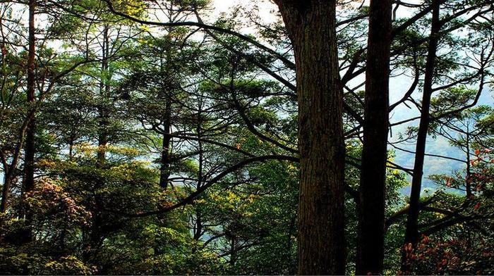 绥阳十二背后,贵州又一个世界级景区，纯正中国山地旅游代表