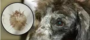 脂溢性脱发有什么好方法?