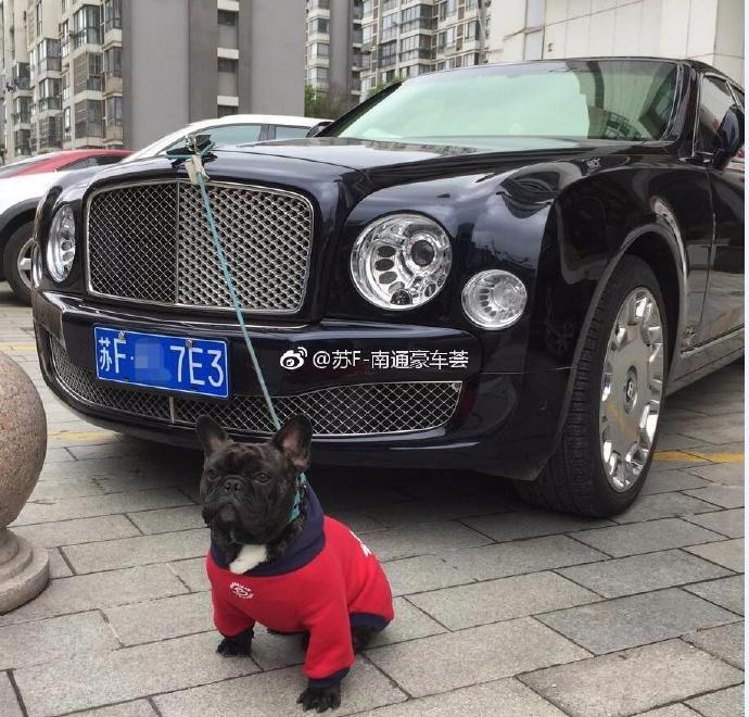 看图说话之宾利与狗