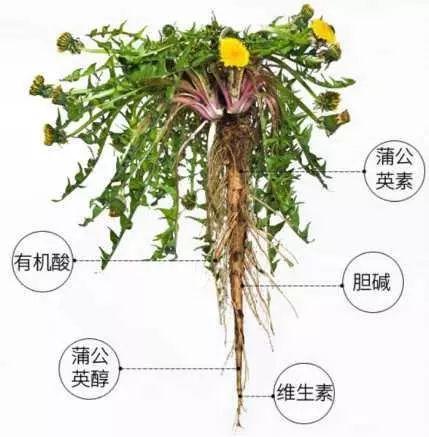 蒲公英是个宝，根、叶、花功效各不同，泡水喝会有4个好变化！