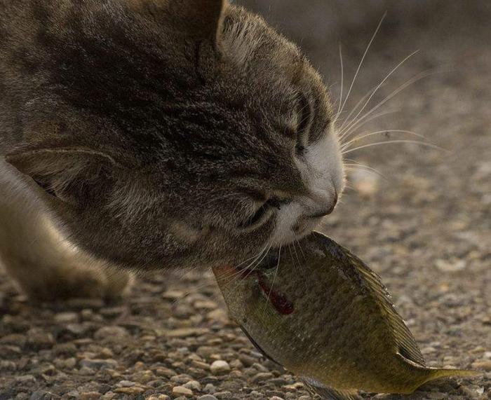 为什么猫咪吃鱼时，从来不会被鱼刺卡住喉咙？看完绝对长知识