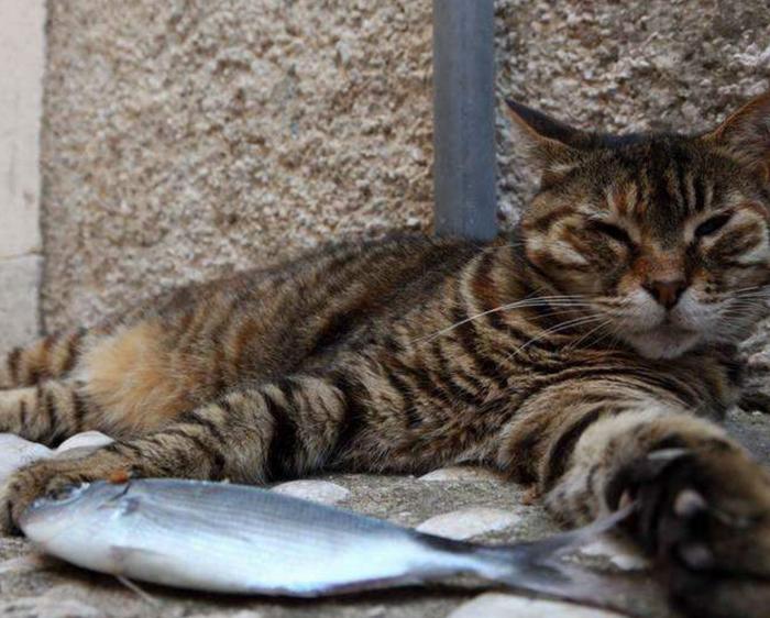 为什么猫咪吃鱼时，从来不会被鱼刺卡住喉咙？看完绝对长知识