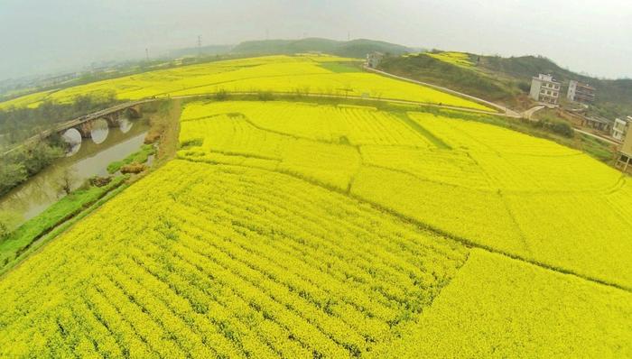湖南衡阳县76万亩油菜花开成海 遍地金黄美呆了 最佳赏花点推荐