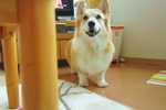 被禁止出去玩 柴犬宝宝满脸诧异一再确认后表情难以置信