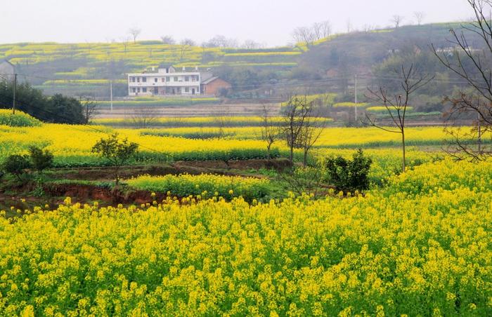 湖南衡阳县76万亩油菜花开成海 遍地金黄美呆了 最佳赏花点推荐