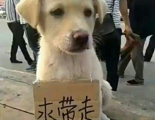 中华田园犬没人要，自己挂着牌子求带走