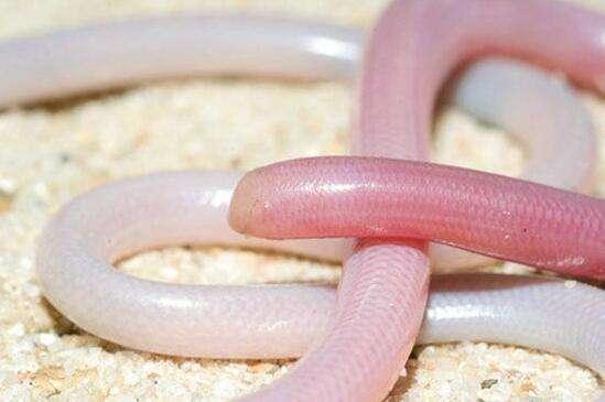 五颜六色的蛇,最艳丽的蛇有粉红色标记!就差拼个彩虹了