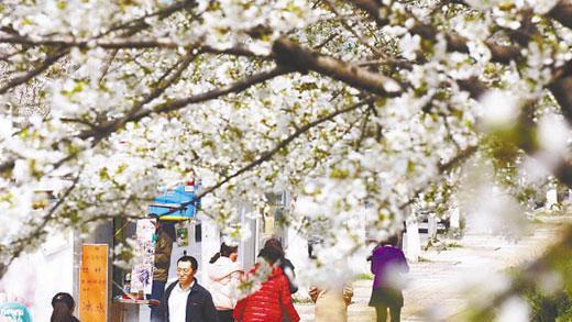 一起去看场“樱花雨” 常州及周边赏樱地图