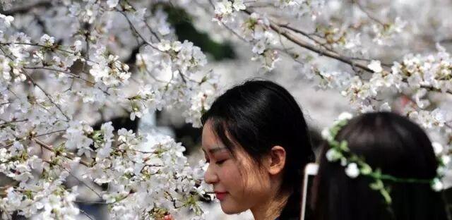 一起去看场“樱花雨” 常州及周边赏樱地图