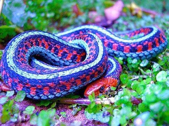 五颜六色的蛇,最艳丽的蛇有粉红色标记!就差拼个彩虹了